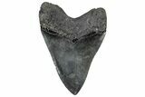 Huge, Fossil Megalodon Tooth - South Carolina #301781-2